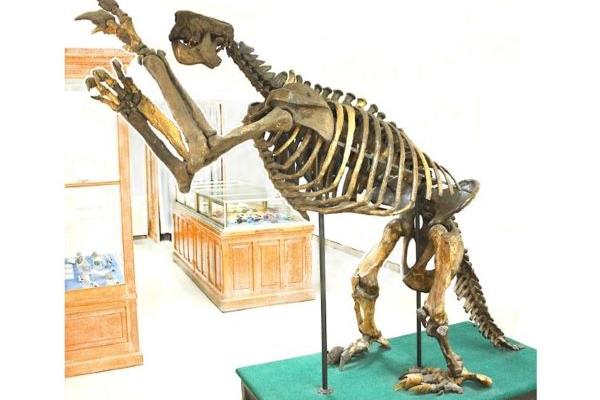 a giant ground sloth skeleton