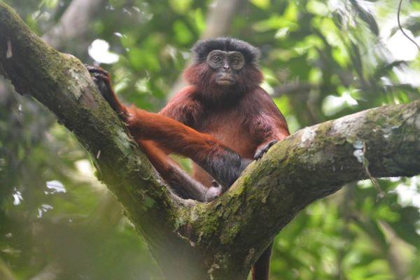 a reddish brown monkey sits in a tree